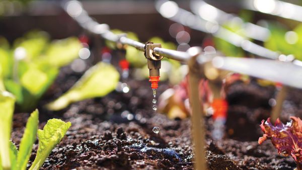 Basic in Drip Irrigation - June 2023